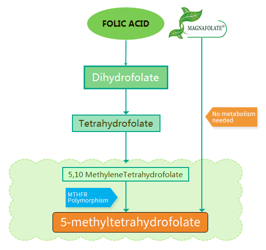 กรดโฟลิกและ Magnafolate® แตกต่างกันอย่างไร?