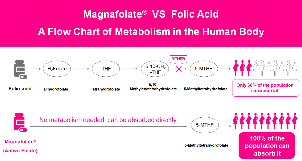 แผนภูมิการไหลของการเผาผลาญในร่างกายมนุษย์ Active Folate VS Folic Acid