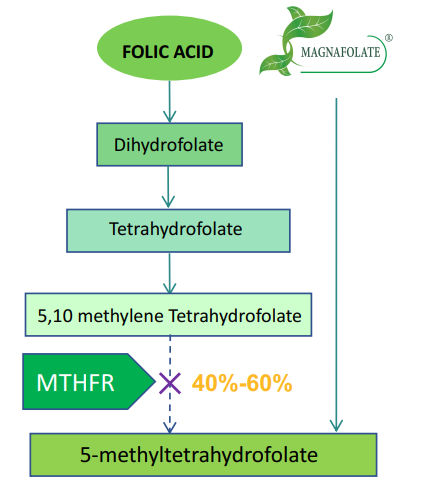 Magnafolate และกรดโฟลิก แตกต่างกันอย่างไร?