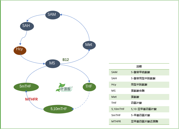 จีโนไทป์ MTHFR ทำให้เกิดความผิดปกติของการเผาผลาญโฟเลตและกลไกของโรคที่เกี่ยวข้อง