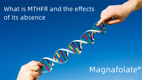 MTHFR คืออะไรและผลของการขาดหายไป