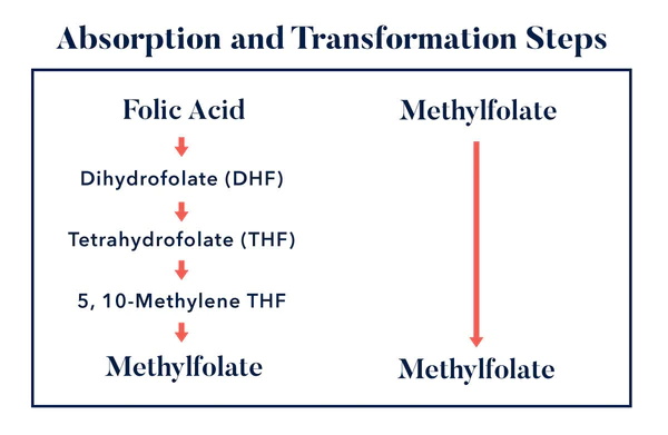 ความคล้ายคลึงที่สำคัญของกรดโฟลิกและ L-methylfolate คืออะไร?