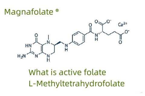 โฟเลตที่ใช้งานอยู่คืออะไร และ L-Methyltetrahydrofolate
