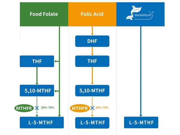 แนวคิดแคลเซียม L-5-Methyltetrahydrofolate และซัพพลายเออร์การผลิตแคลเซียม L-5-Methyltetrahydrofolate
