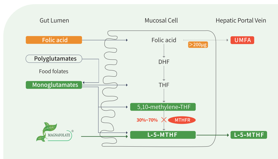 Mangafolate ปลอดภัยสำหรับมนุษย์มากกว่ากรดโฟเลีย
